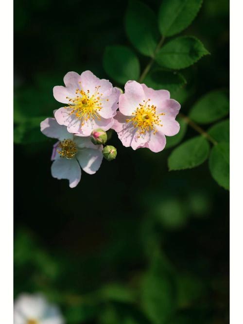 野蔷薇的花语及传说是什么?