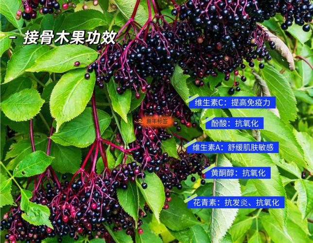 梦见接骨木有什么兆头