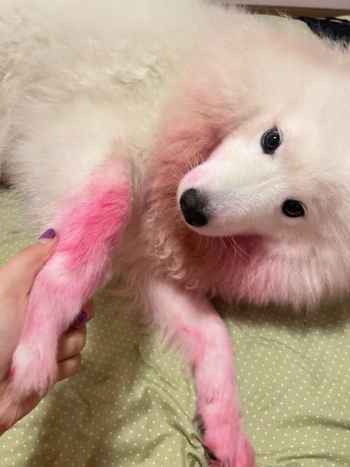 梦见到杀狗怎么回事