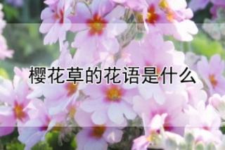 樱花草的花语是什么?樱花草的传说是什么?