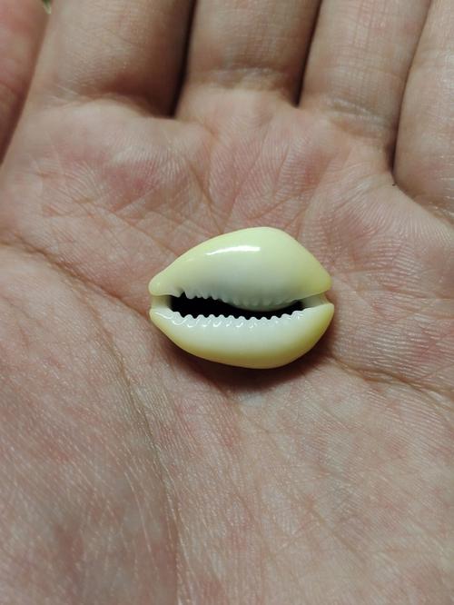 梦见贝壳