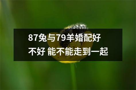 87兔91羊婚配婚姻会幸福吗