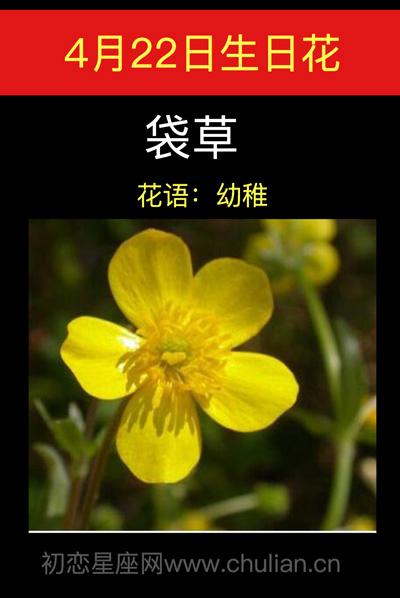 4月22日花语:袋草,生日花语幼稚