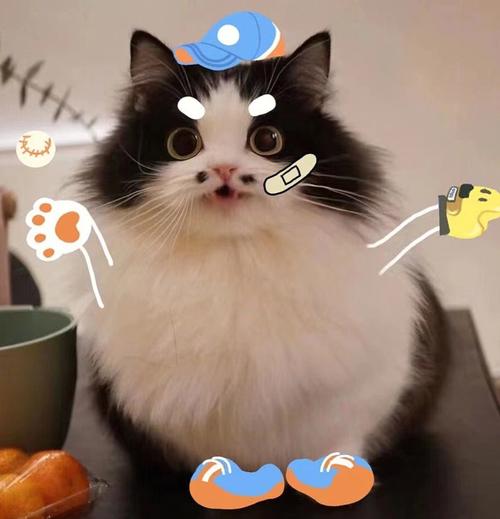 梦见猫送我一只蛋