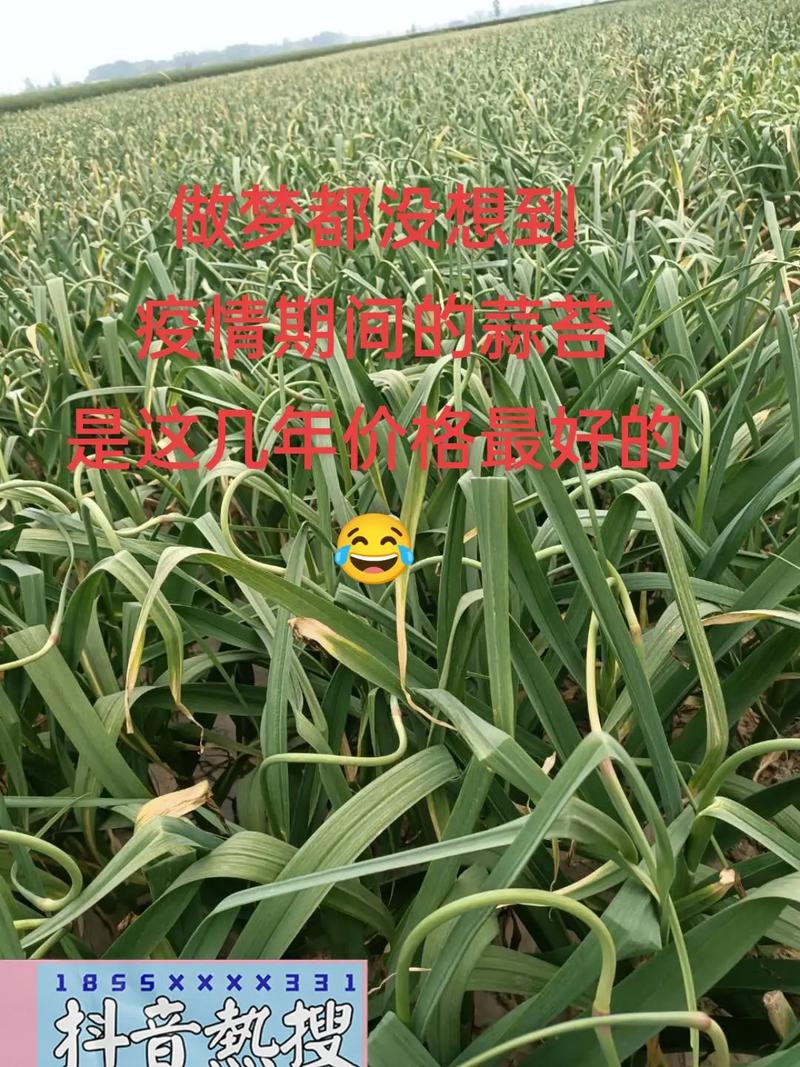 梦见给别人送蒜苔