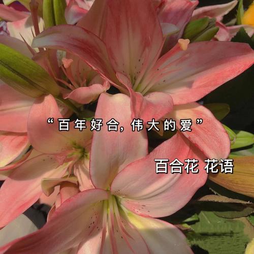 百合花的花语