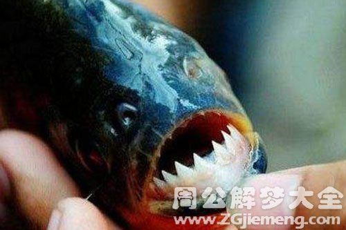 梦见鱼吃了很多人