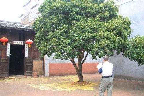 房前屋后种什么树好