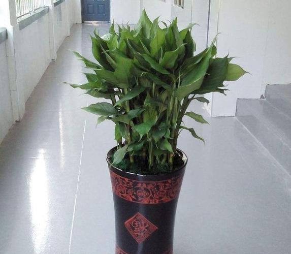 万年青摆放的风水讲究
