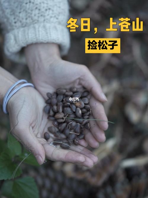 梦见捡松子
