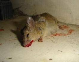 梦见死耗子是什么预兆