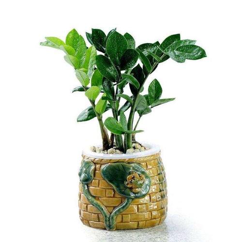 常见的风水树有哪些?家居植物风水介绍