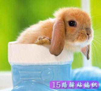 生肖兔碰到什么事会觉得自己一无是处