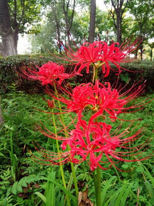 石蒜的花语是什么?
