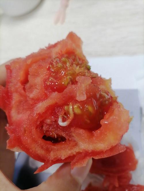 为什么会梦见西红柿