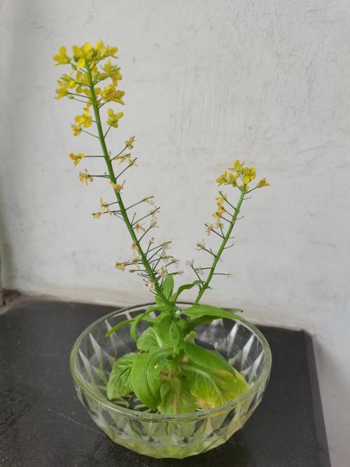 梦见给花浇水什么意思,梦见给白菜浇水代表什么