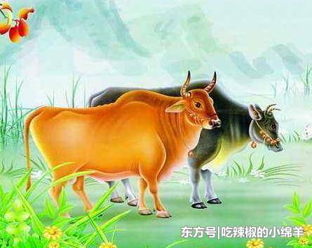 喜欢细水长流感情的生肖