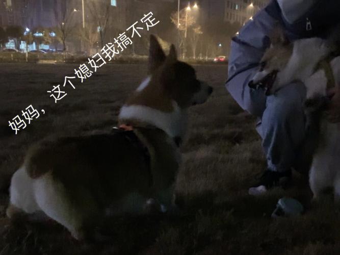 如何与属狗男相亲
