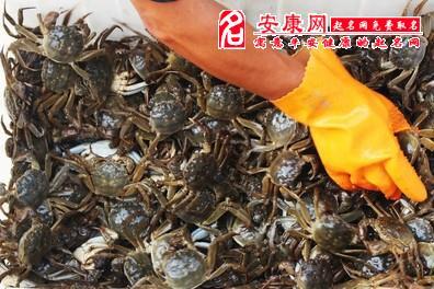 梦见水塘里抓螃蟹是什么意思