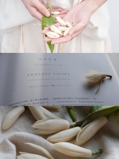 梦见白兰花意味着什么