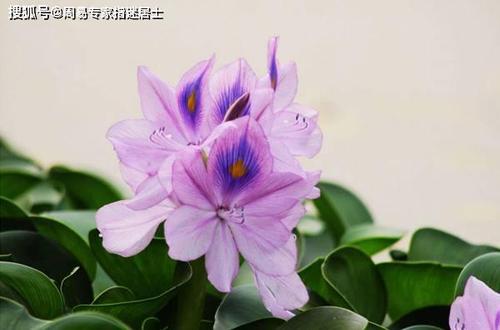 让属猴男生死心塌地的宝典