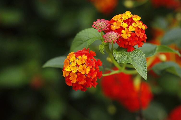 各种花的花语:马缨丹花语