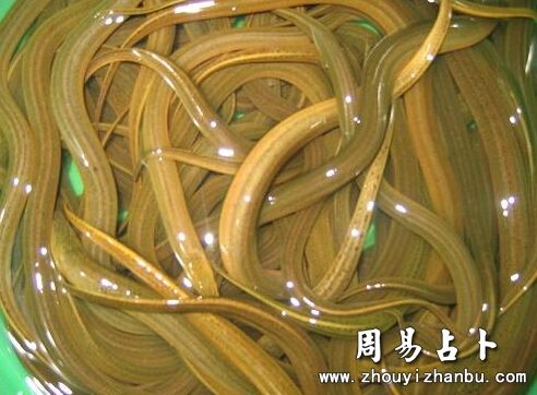 梦见长鱼