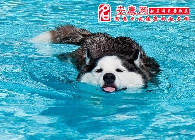 梦见水和狗是什么意思