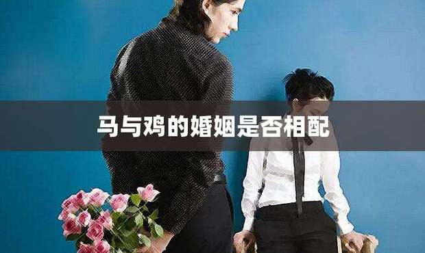 为什么马和鸡结婚注定离婚
