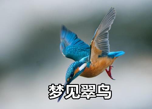 梦见翠鸟是什么意思