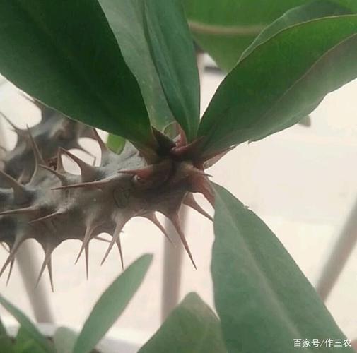 家里养带刺的植物风水