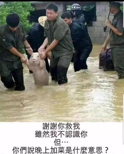 从来都是不笑的生肖,笑点太高