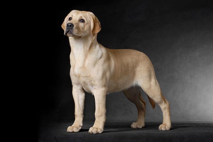 梦见猎犬,猎狗