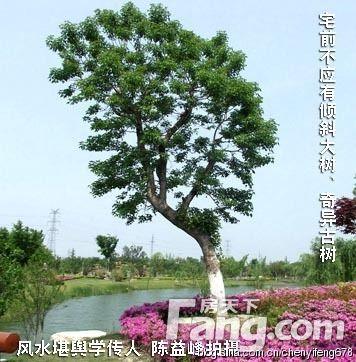 陈益峰:住宅绿化哪些植物符合风水?