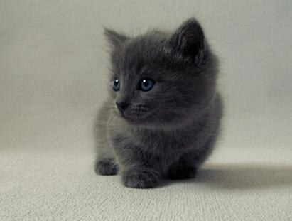 梦见灰猫 梦见灰猫很凶的攻击我