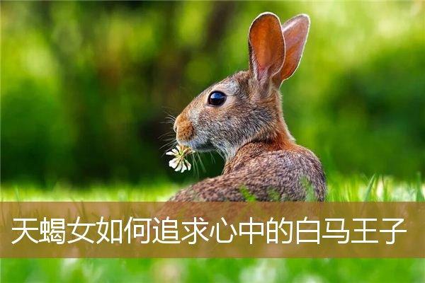 天蝎女心目中的“白马王子”
