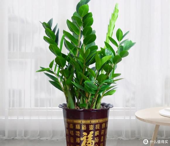 养什么植物能旺事业
