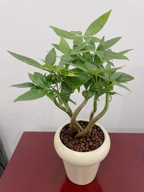 办公桌放什么植物风水好