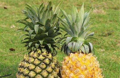 梦见买菠萝
