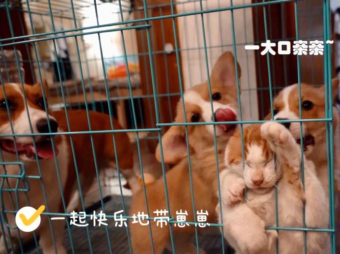 梦见狗追赶猫 梦见狗追猫是什么意思