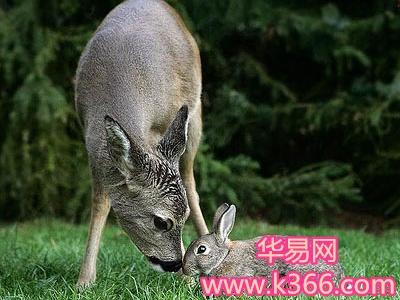梦见鹿兔