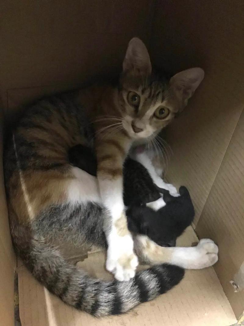 梦见猫被自己打死
