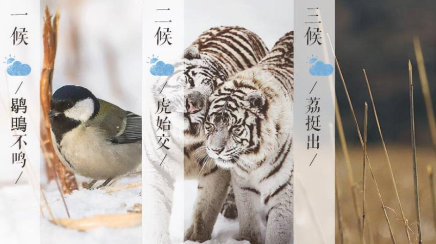 节气大雪出生的属鸡人是什么命,会一生贫苦吗?