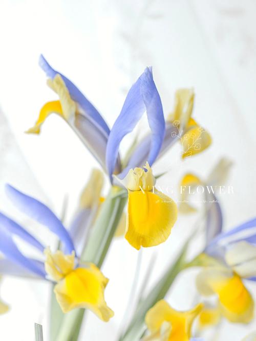 6月10日生日花语:黄色鸢尾,6月10日是什么星座?