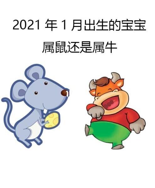 属牛的生鼠宝宝好不好