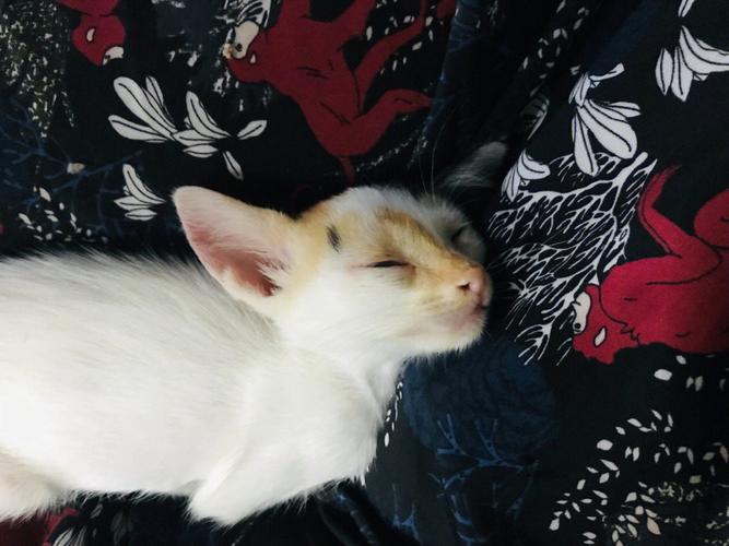 梦见猫的尾巴断了暗示着什么?