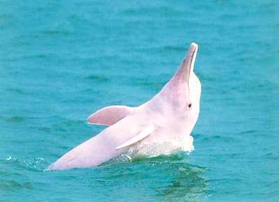 梦见白海豚