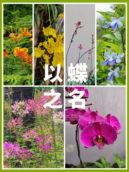 独特好听的植物名字