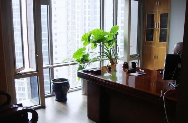 办公室的植物摆放和风水之间有什么关系?要和四方五行相配吗?