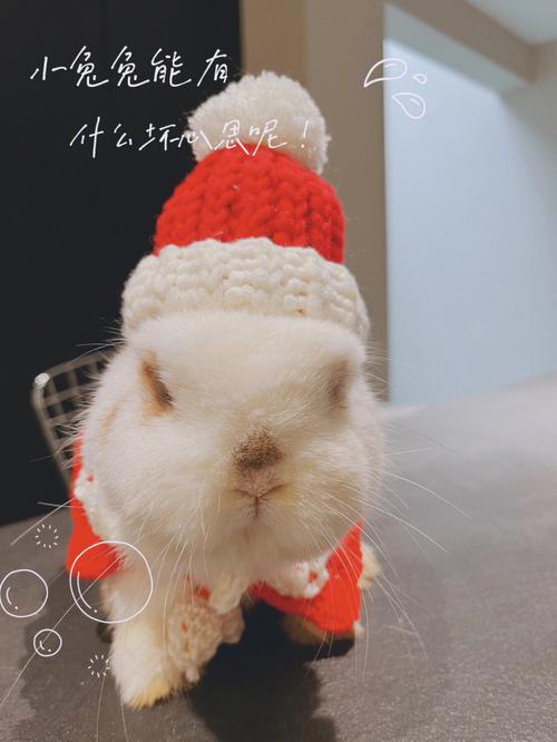 属鼠内心懵逼却被迫装明白怎么办